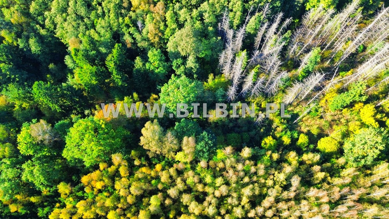 Działka leśna na sprzedaż Knorydy  10 100m2 Foto 3