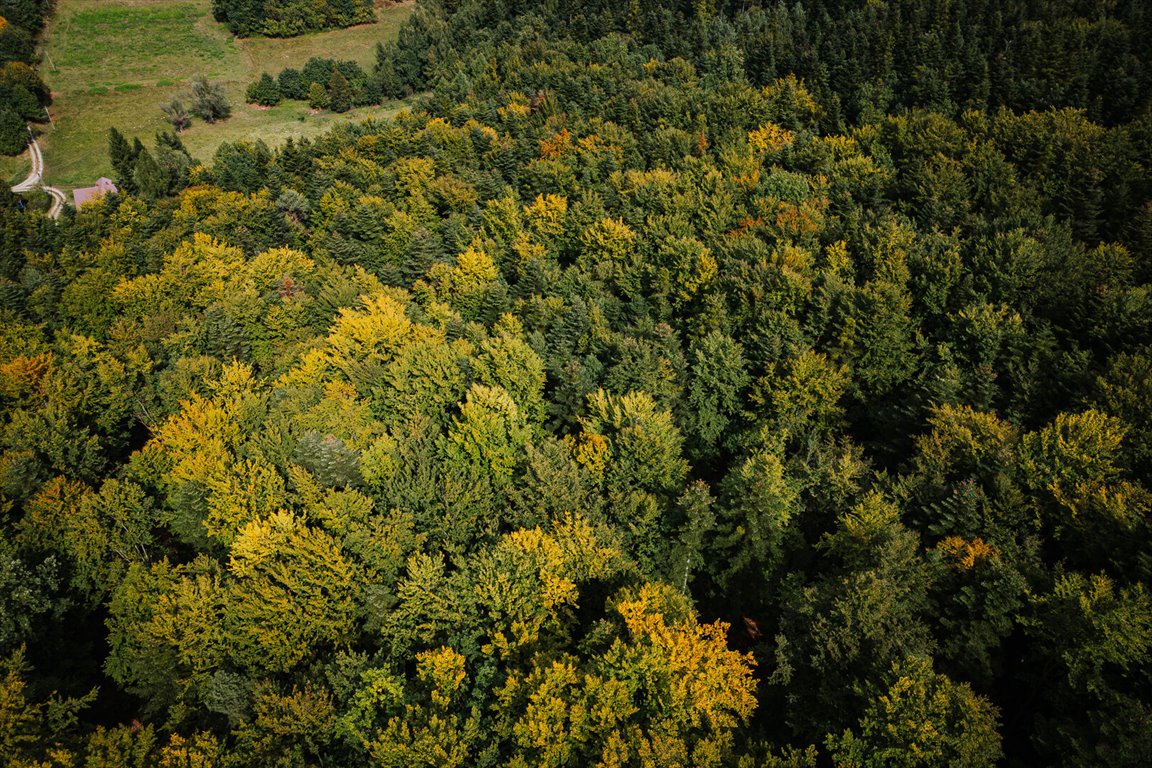 Działka leśna na sprzedaż Łęki  5 800m2 Foto 7