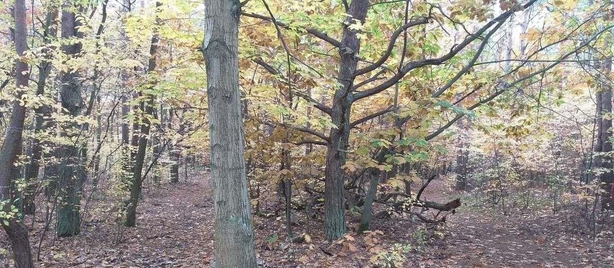 Działka leśna z prawem budowy na sprzedaż Warszawa, Wawer, ul. Kwitnącej Akacji / Izbicka  6 636m2 Foto 2