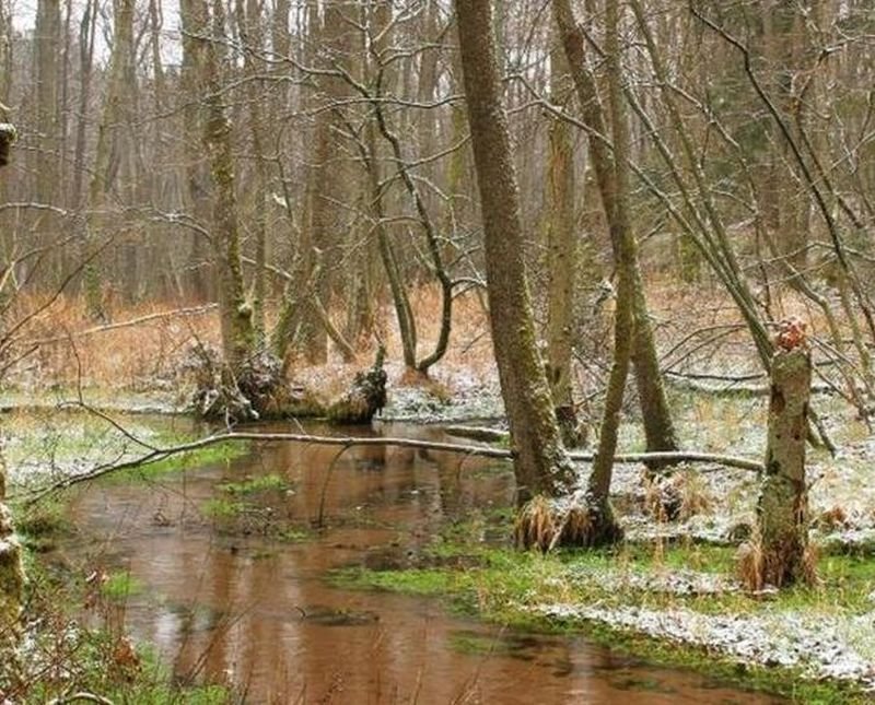 Działka rolna na sprzedaż Tychowo, Wełdkówko  3 000m2 Foto 4