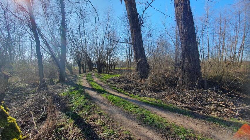 Działka siedliskowa na sprzedaż Dębówka  29 500m2 Foto 14