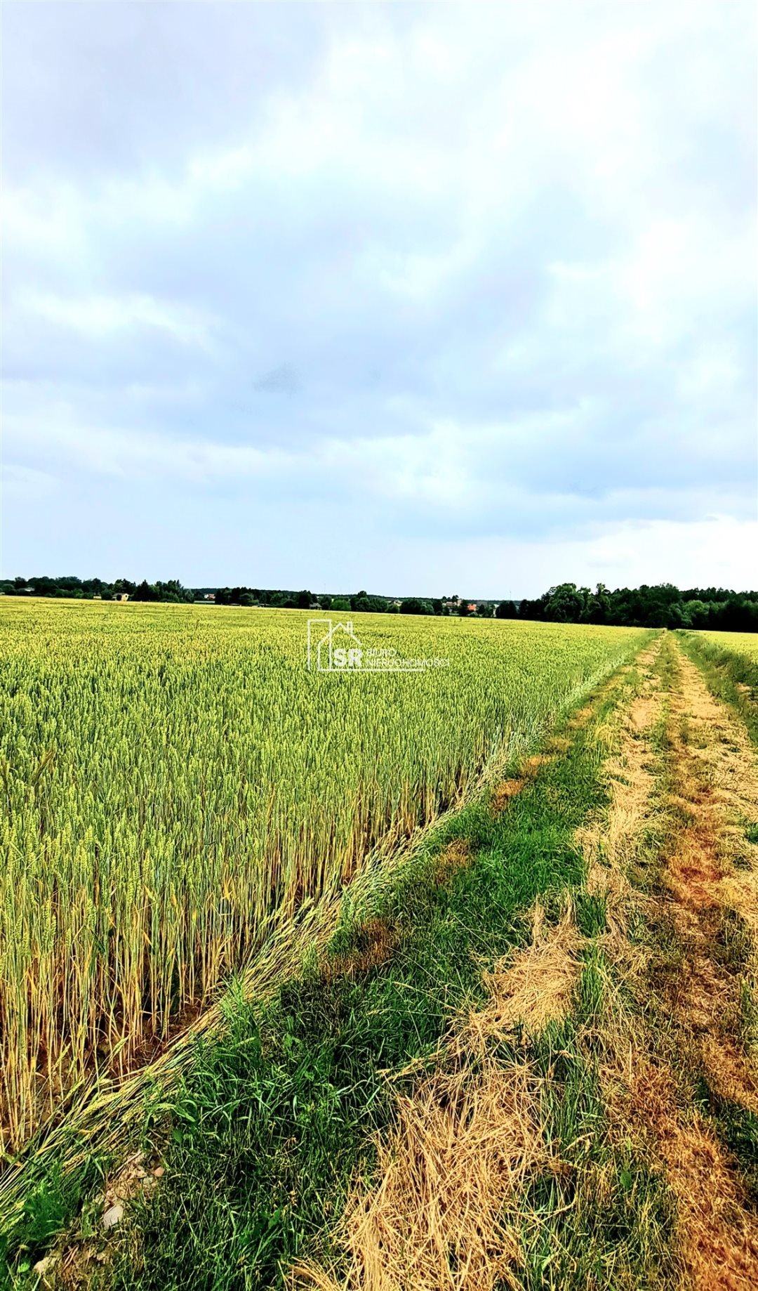 Działka 2,27 ha z domem do rozbiórki i siedliskiem Sędziejowice-Kolonia  22 700m2 Foto 1