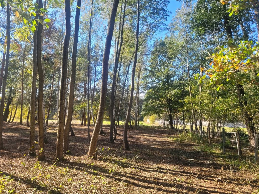 Działka budowlana na sprzedaż Nowe Grabie, Pod Klonami  2 800m2 Foto 16