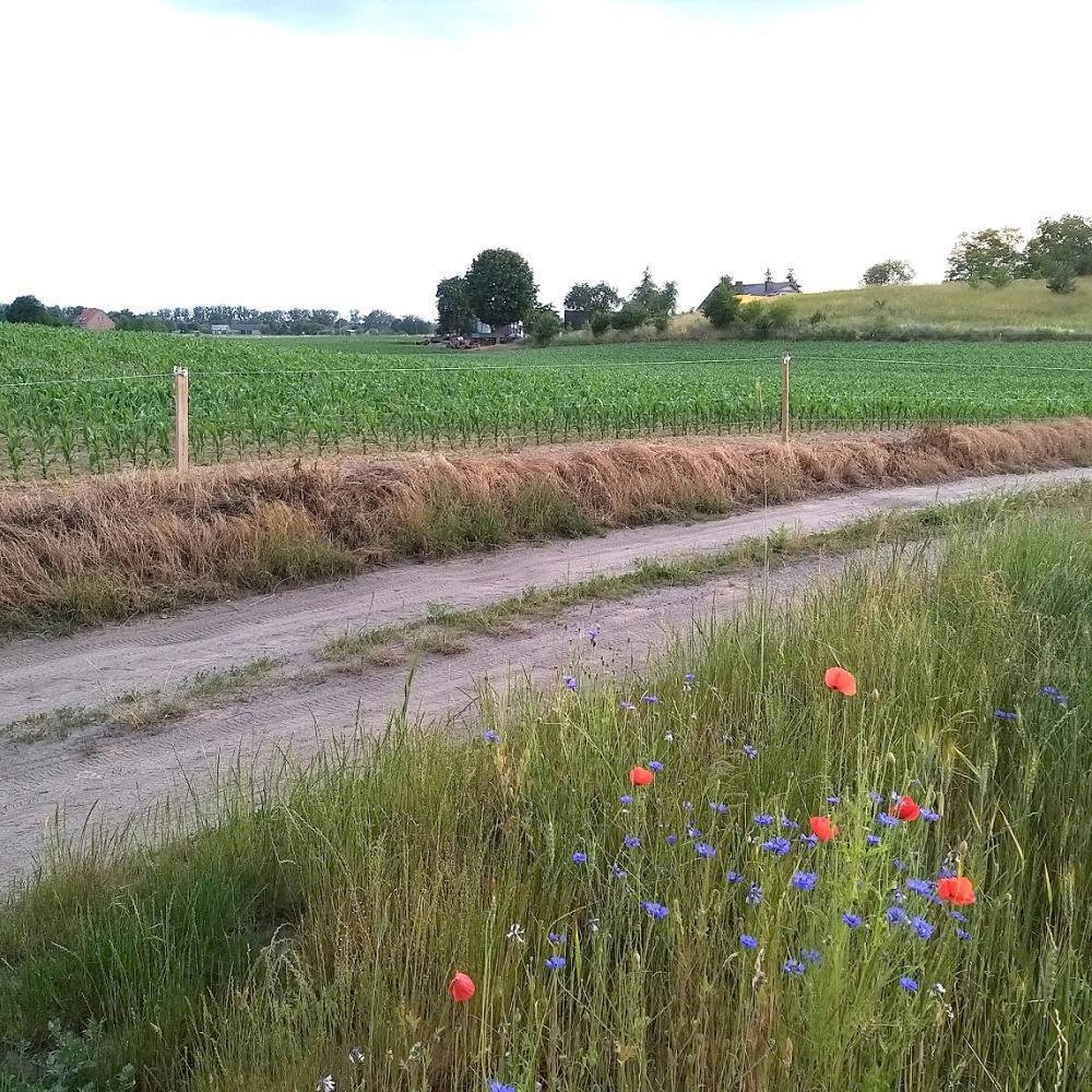 Działka inna na sprzedaż Duszniki, Kunowo  4 500m2 Foto 2