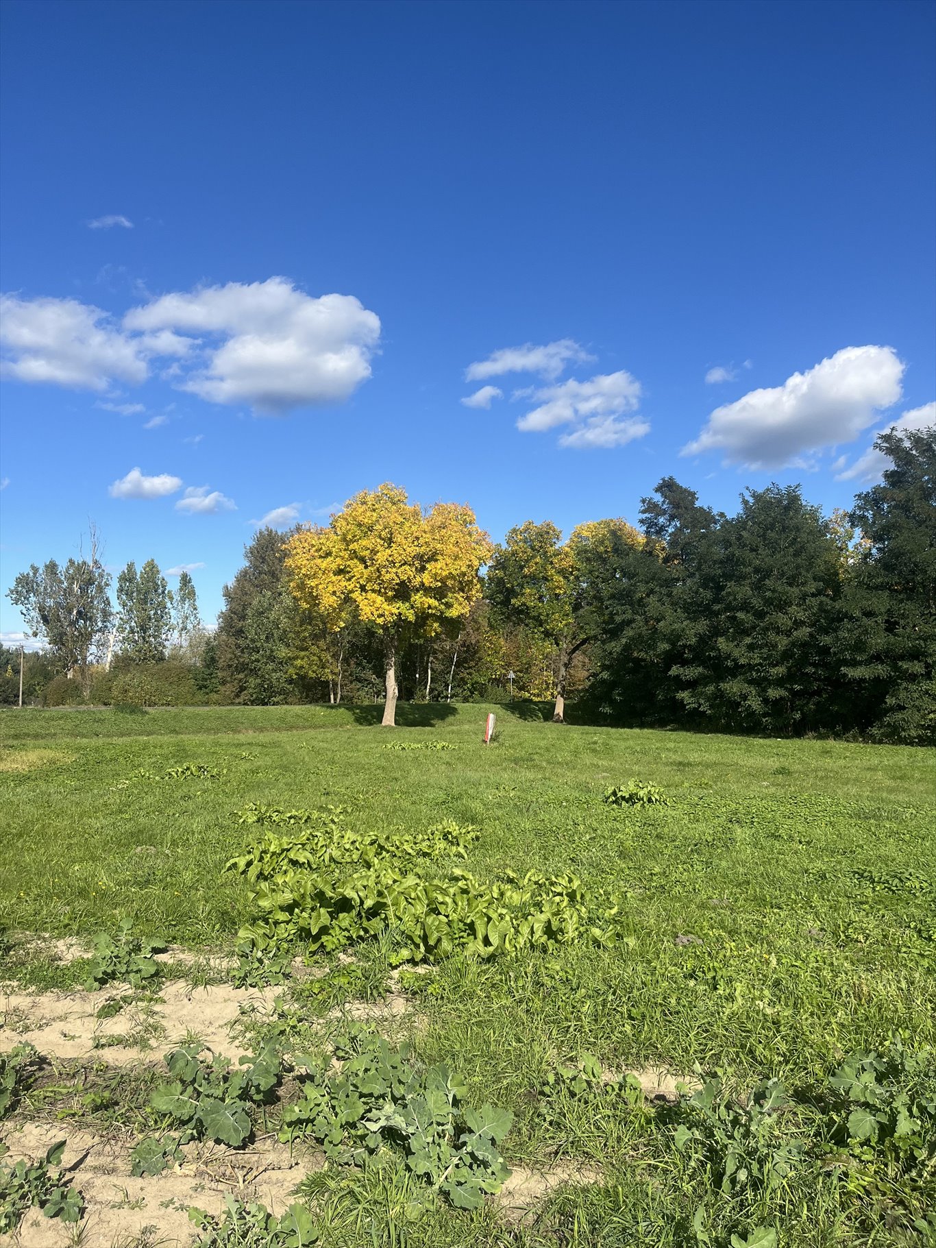 Działka przemysłowo-handlowa na sprzedaż Wola Pasikońska  2 634m2 Foto 7