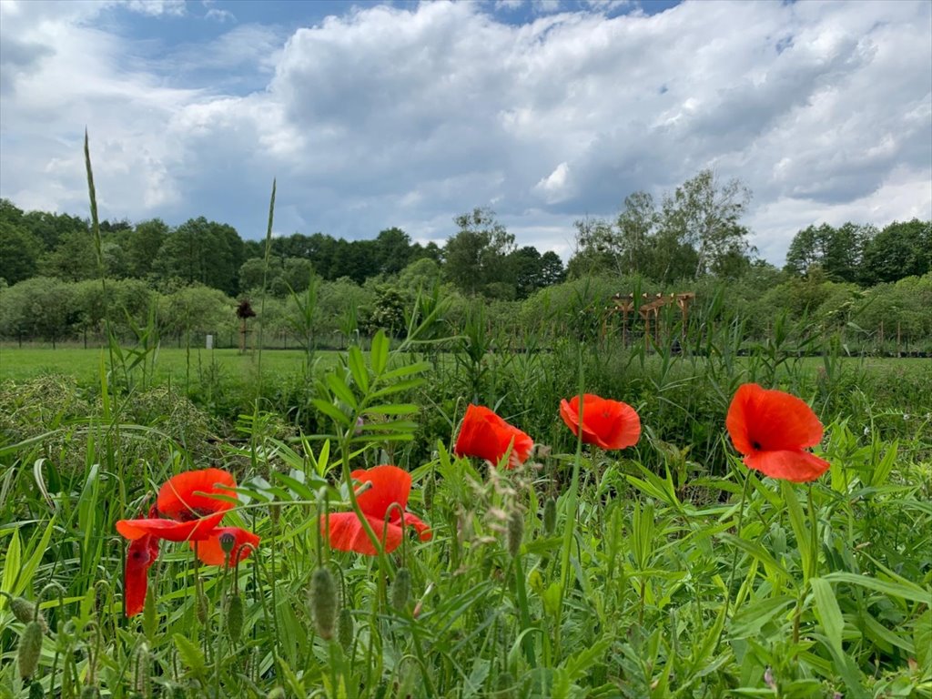 Działka budowlana na sprzedaż Szczecin, Płonia-Śmierdnica-Jezierzyce, Aksamitna  1 500m2 Foto 3