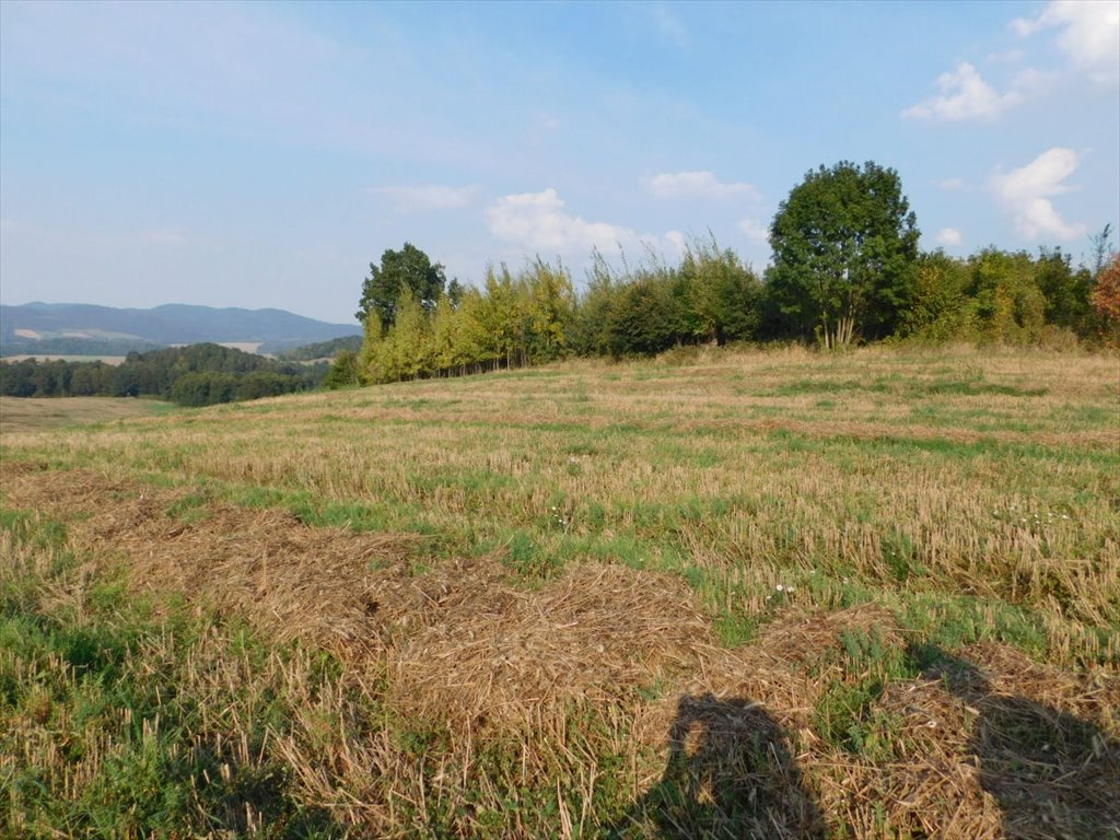 Działka rolna na sprzedaż Jaszkowa Dolna, Jaszkowa Dolna  291 440m2 Foto 2