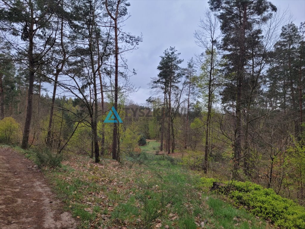 Działka leśna na sprzedaż Borek Kamienny  6 272m2 Foto 7