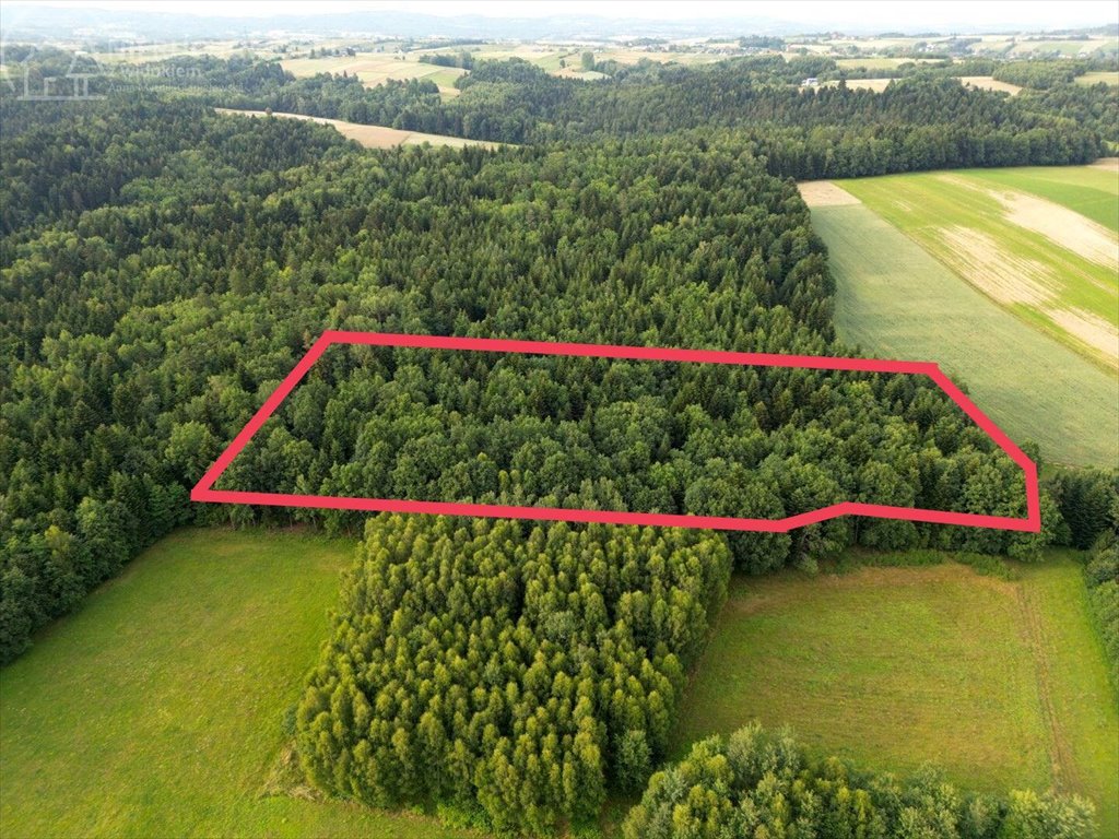 Duża leśna działka z widokiem, 1,77 ha, Sitnica Sitnica  17 701m2 Foto 1