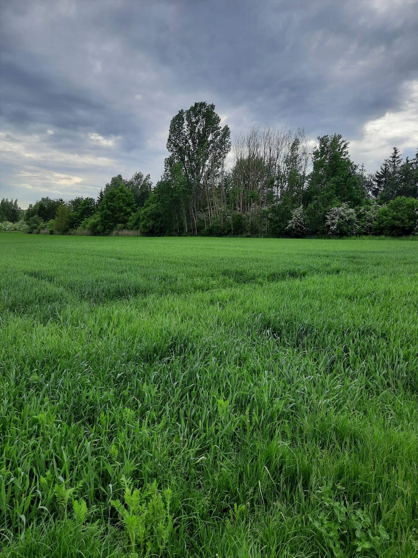 Działka budowlana na sprzedaż Warszawa, Wilanów, Błonia Wilanowskie  5 921m2 Foto 5