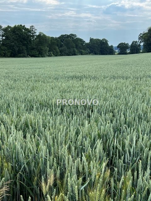 Działka budowlana na sprzedaż Borkowice, Borkowice  3 000m2 Foto 3