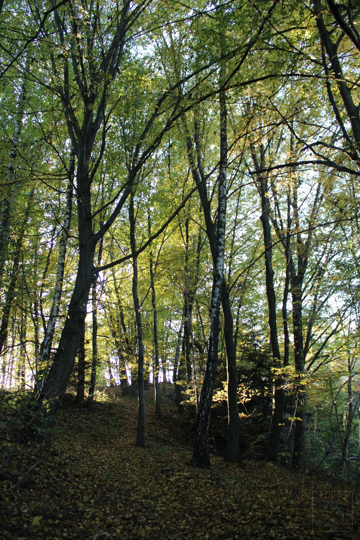 Działka budowlana na sprzedaż Kamionna  5 000m2 Foto 10