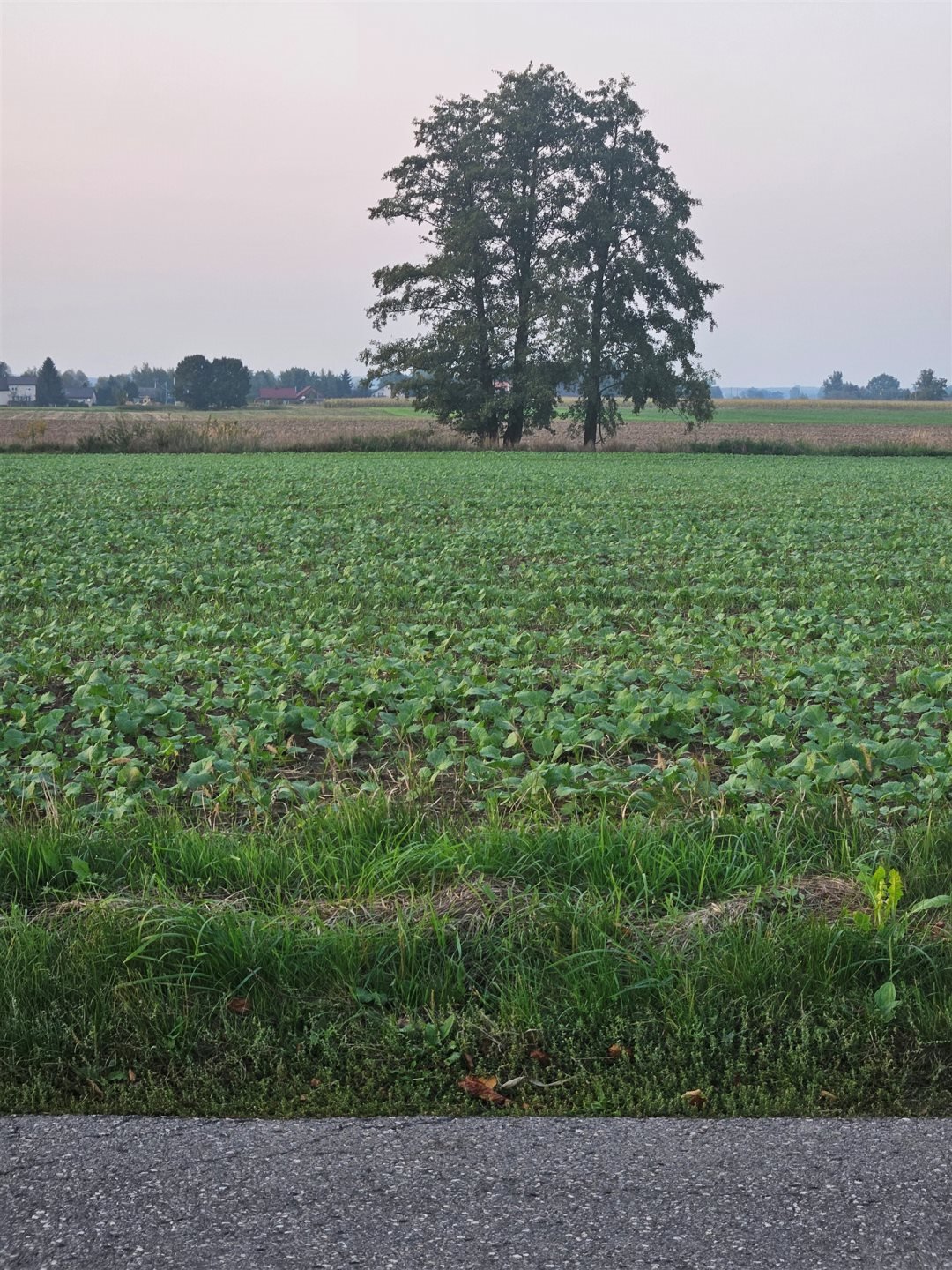 Działka rolna na sprzedaż Wola Batorska  3 000m2 Foto 2