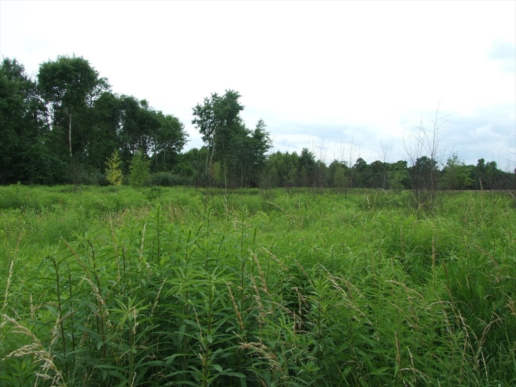 Działka budowlana na sprzedaż Przeginia Narodowa, Przeginia Narodowa  2 700m2 Foto 9