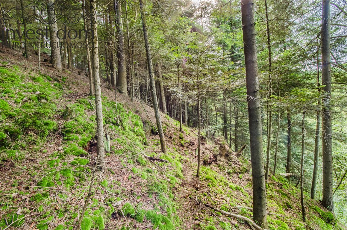 Działka leśna na sprzedaż Szerzyny  11 300m2 Foto 7