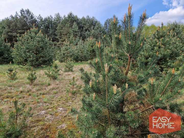 Działka budowlana na sprzedaż Kuźniczka  2 881m2 Foto 13