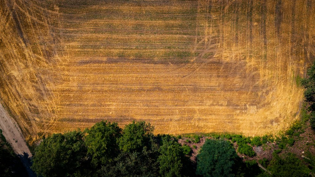 Działka budowlana na sprzedaż Adamów  1 255m2 Foto 9