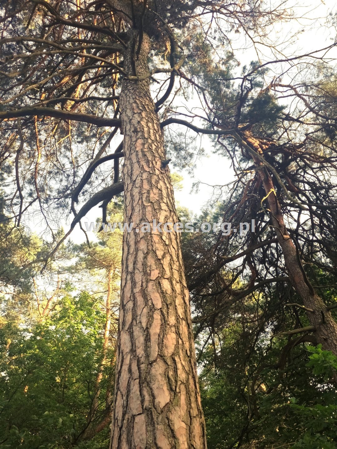 Działka budowlana na sprzedaż Otwock, Śródborów  1 379m2 Foto 1