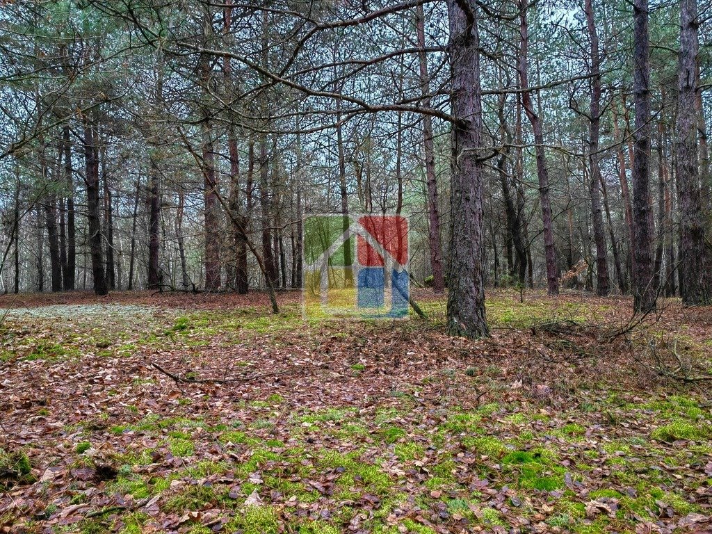 Działka leśna z prawem budowy na sprzedaż Szczawin Kościelny  48 000m2 Foto 9