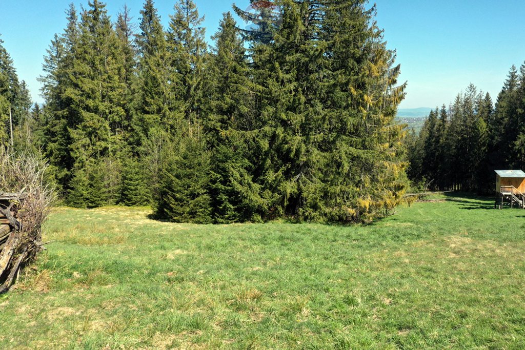 Działka leśna na sprzedaż Zakopane  2 331m2 Foto 12