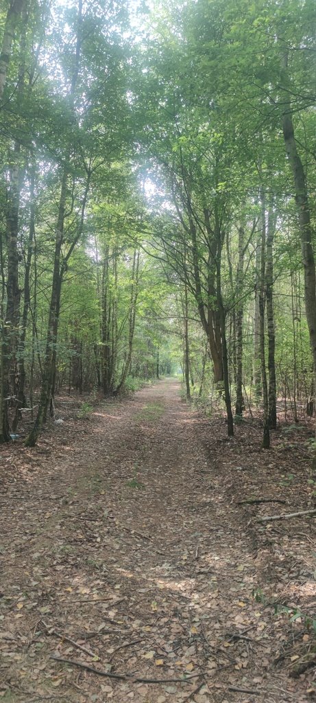 Polecam działkę rolną pod zabudowę 1958 m² w Borzęcinie Dużym Borzęcin Duży, Spacerowa  1 958m2 Foto 1