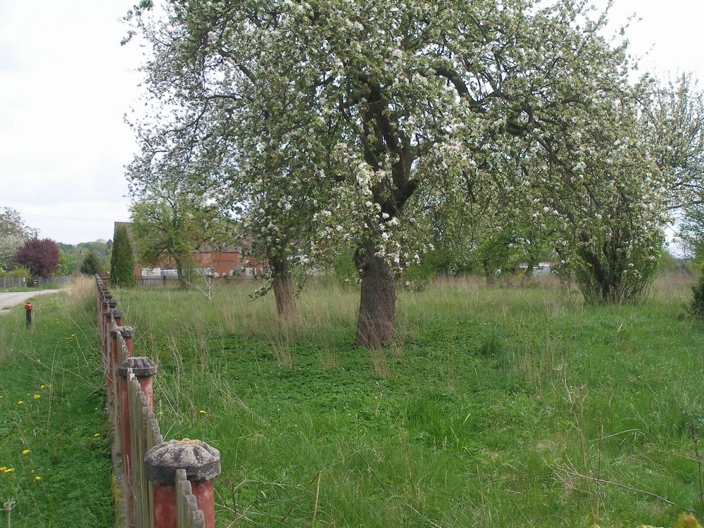 Działka budowlana na sprzedaż Kikorze  3 009m2 Foto 1