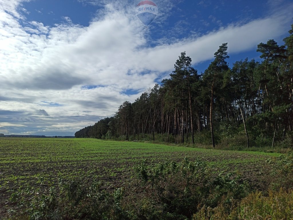 Leśna działka w Zdunach 3,8 ha z drzewami sosnowymi Zduny  38 320m2 Foto 1