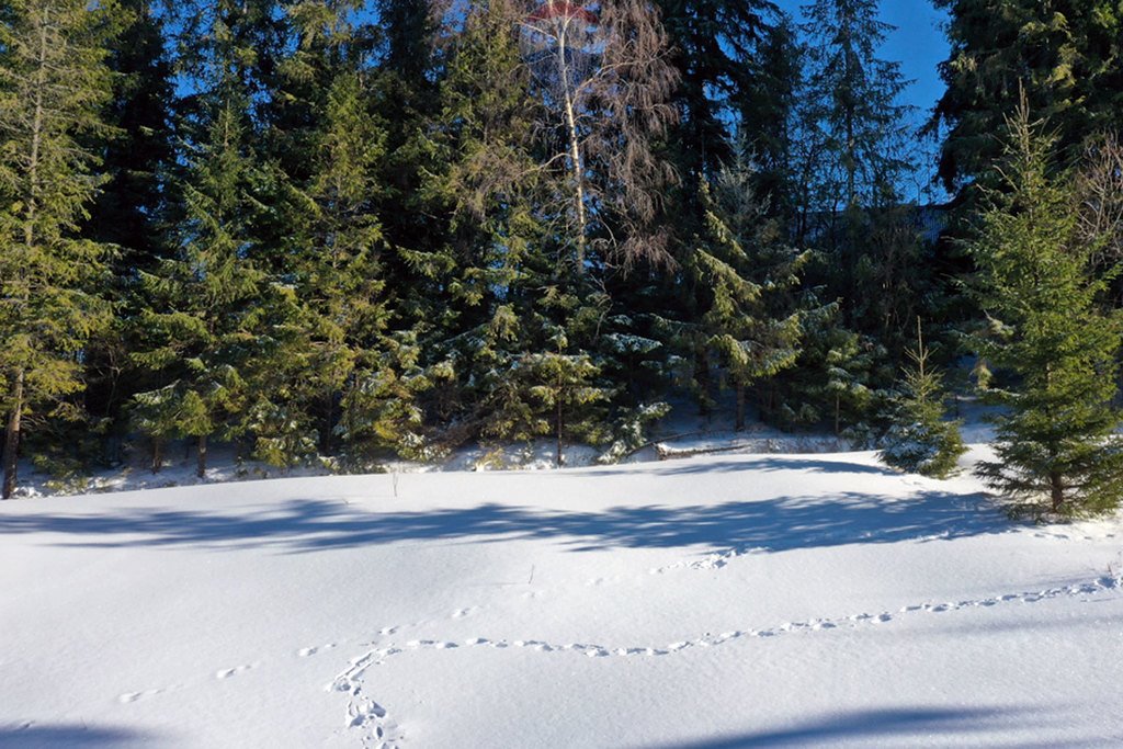 Działka rolna na sprzedaż Bukowina Tatrzańska  4 290m2 Foto 8