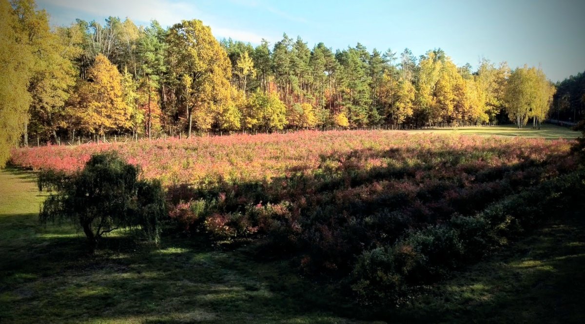 Działka budowlana na sprzedaż Nadarzyn, Nadarzyn, ul. Błońska  18 159m2 Foto 3