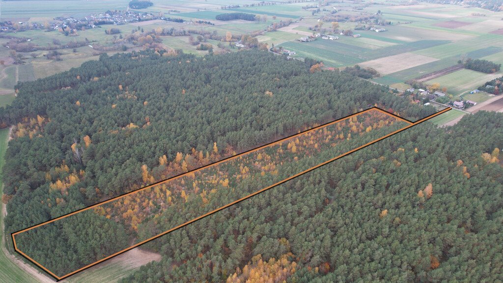 Działka leśna z prawem budowy na sprzedaż Stary Strachocin  30 060m2 Foto 5