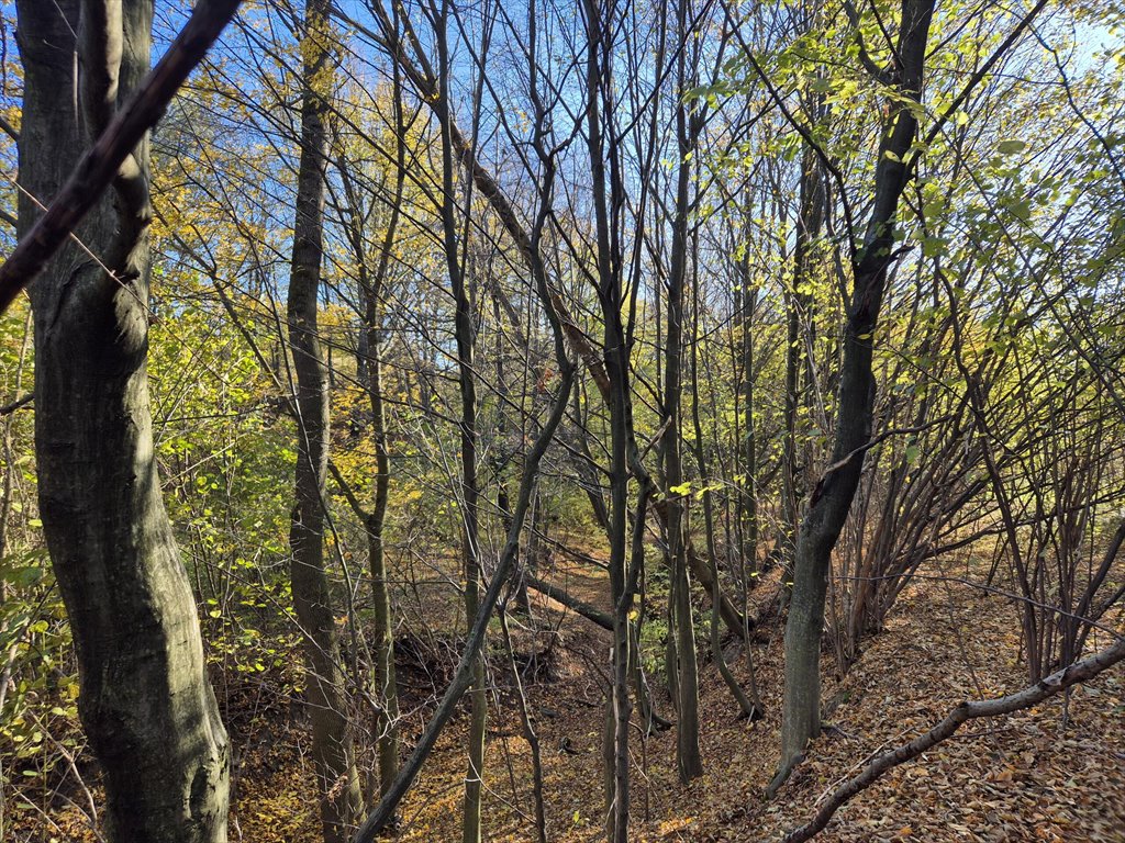 Działka rolna na sprzedaż Jasionka  7 000m2 Foto 11