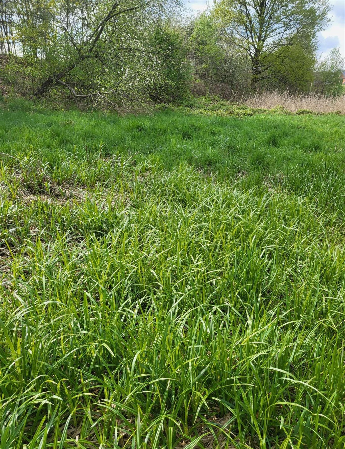 Działka budowlana na sprzedaż Kaszów  5 000m2 Foto 4