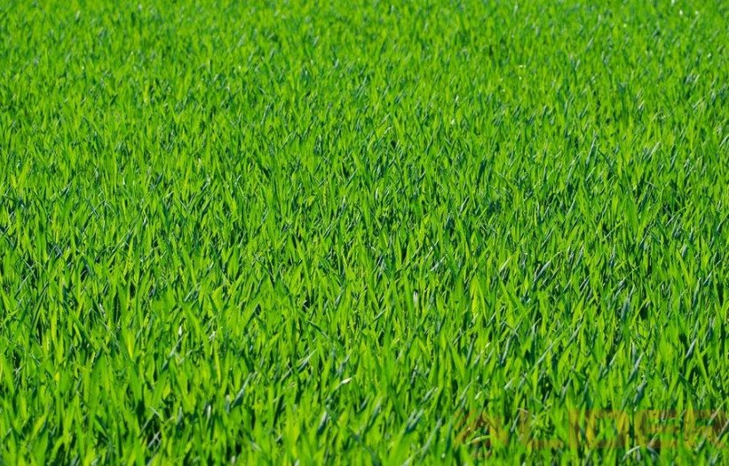 Działka 866 m2 z mediami, szer. 17,3 m, bez planu Białystok  866m2 Foto 1