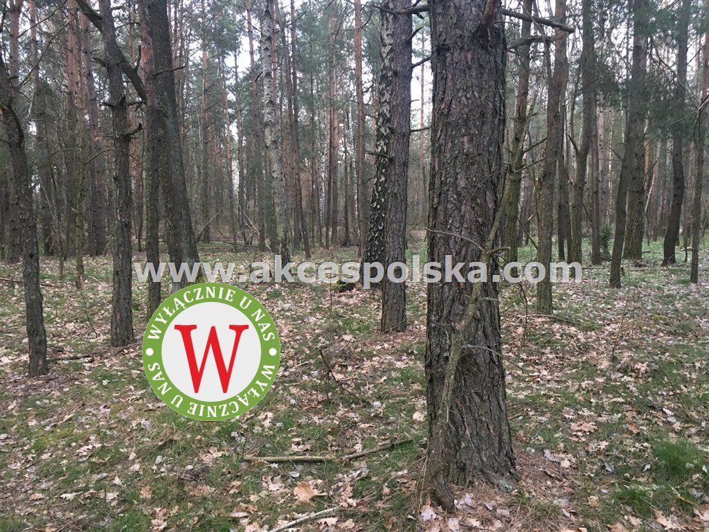 Działka inna na sprzedaż Zieleniec, Józefów  11 800m2 Foto 16