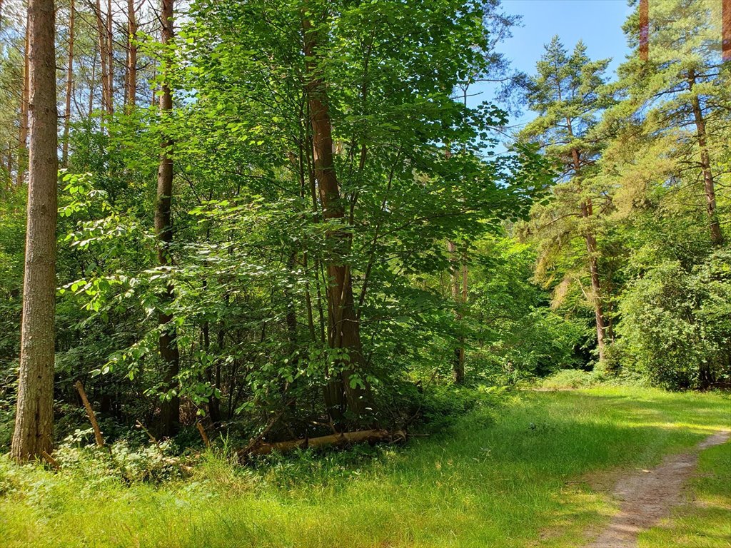 Działka leśna na sprzedaż Rozewie  1 590m2 Foto 1