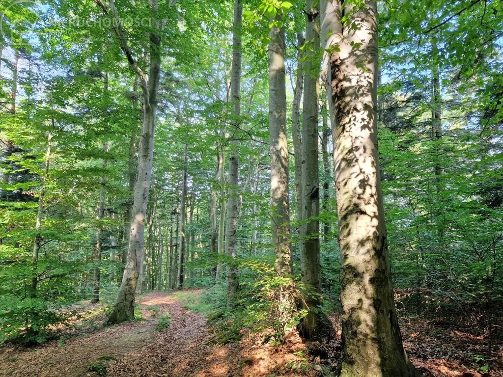 Działka leśna na sprzedaż Jodłówka Tuchowska  21 600m2 Foto 2