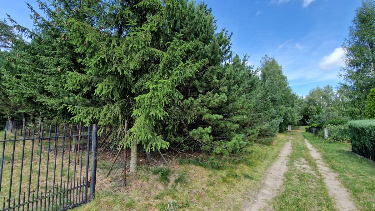 Działka nad jeziorem Lubienieckim z drzewostanem i dostępem do wody Lubieniec  600m2 Foto 1