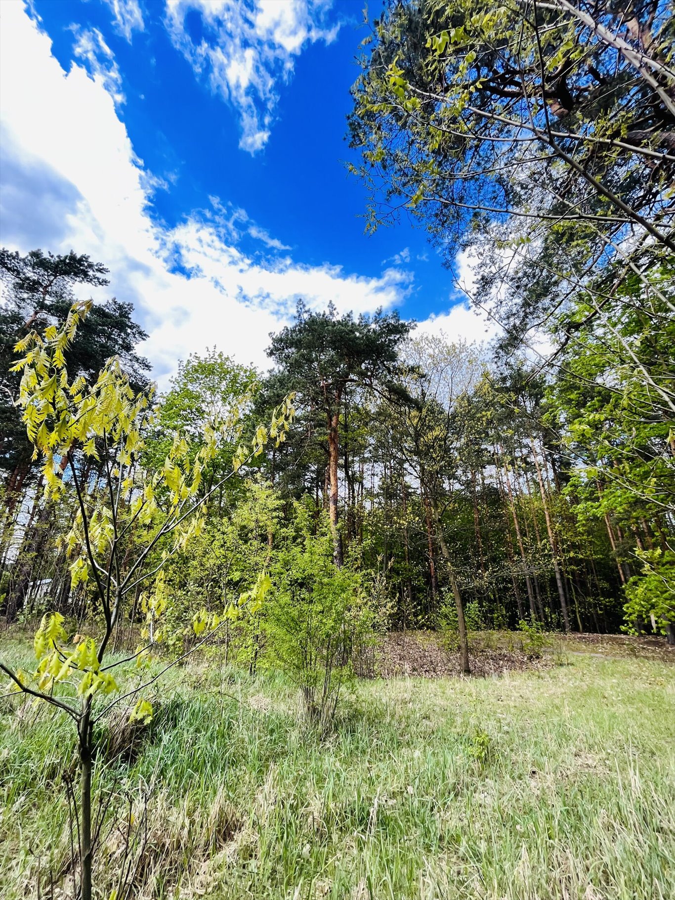 Działka inna na sprzedaż Wołomin, Orzechowa  2 000m2 Foto 2