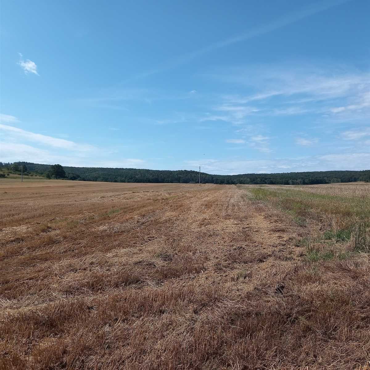 Działka budowlana na sprzedaż Męcinka, Sichów  2 513m2 Foto 15