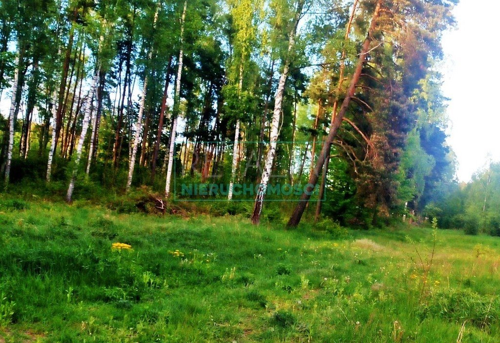 Działka leśna z prawem budowy na sprzedaż Grzegorzewice  13 800m2 Foto 1