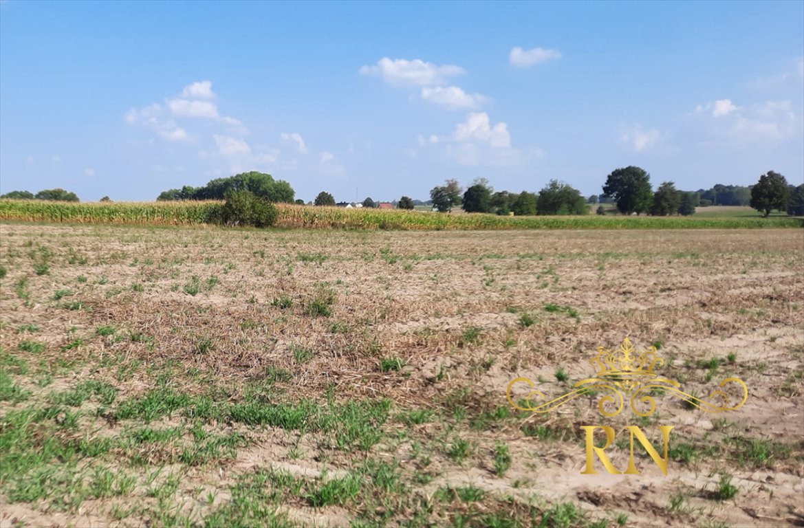 Działka rolna na sprzedaż Rudno  8 100m2 Foto 4