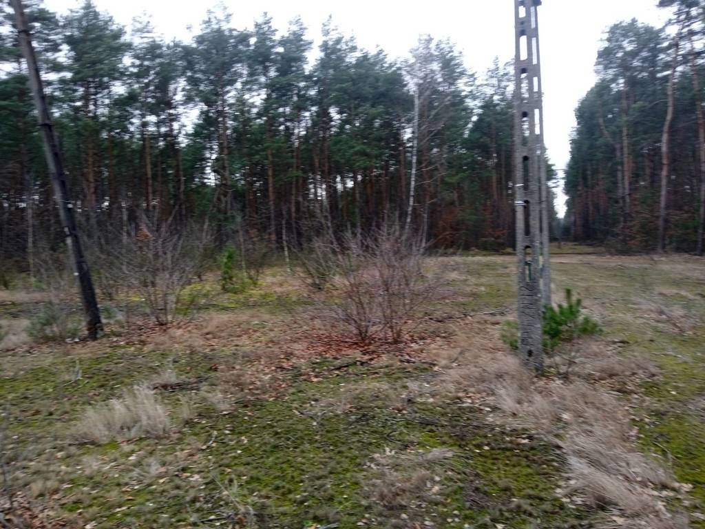 Działka leśna z prawem budowy na sprzedaż Salomonka  8 900m2 Foto 1