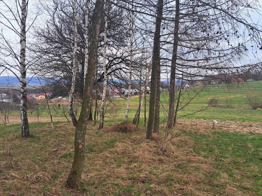 Działka rolna na sprzedaż Gorzyce  3 560m2 Foto 15