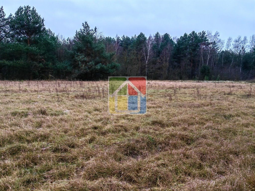 Działka leśna z prawem budowy na sprzedaż Szczawin Kościelny  48 000m2 Foto 2