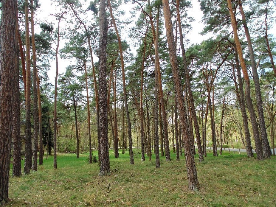 Działka inwestycyjna na sprzedaż Konstancin-Jeziorna, Potulickich  3 000m2 Foto 3