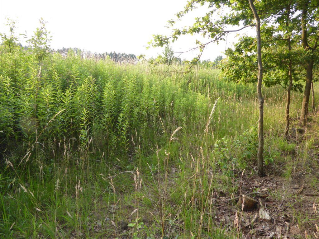 Działka pod dom z dużym potencjałem w Nadolicach Wielkich Nadolice Wielkie  1 465m2 Foto 1