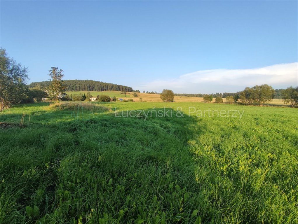 Działka siedliskowa na sprzedaż Raszów  10 020m2 Foto 1