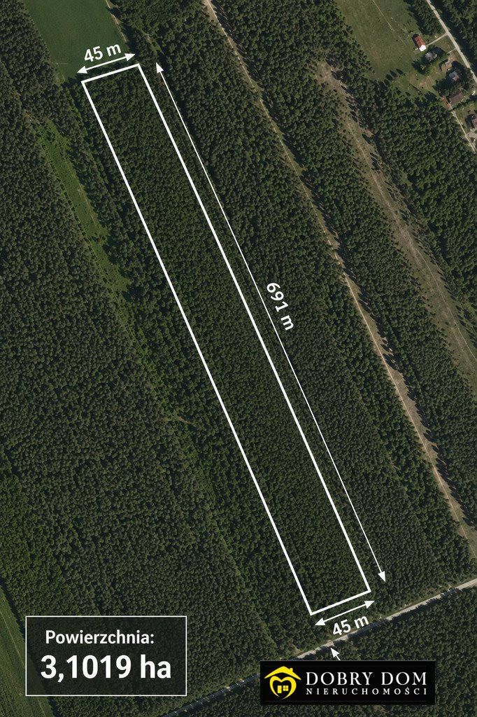 Działka leśna 3,1 ha sosna, zdrowa i wysokiej jakości. Poniklica  31 019m2 Foto 1