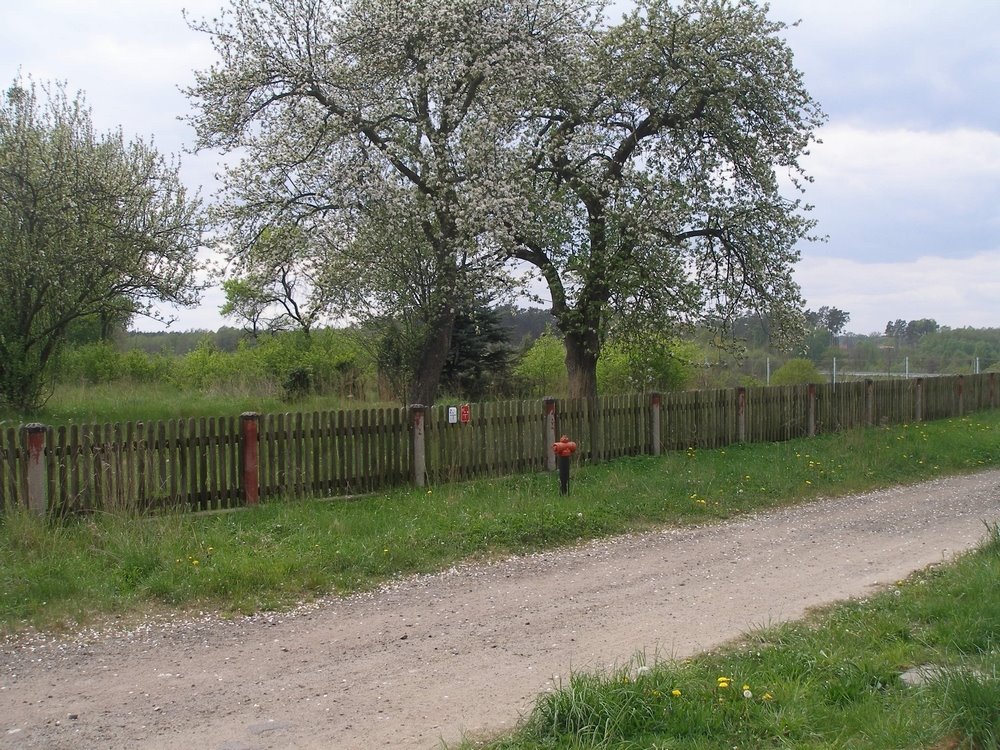 Działka budowlana na sprzedaż Kikorze  3 009m2 Foto 4