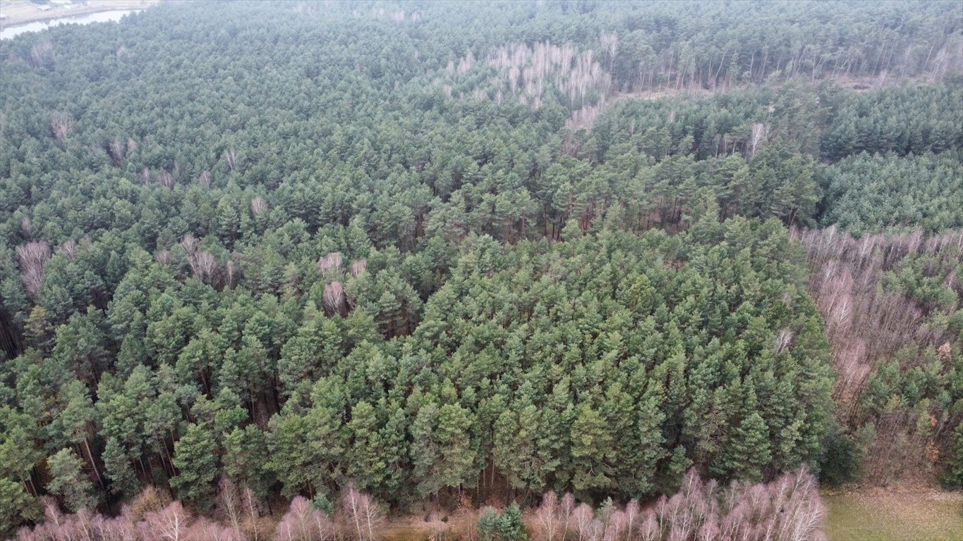 Działka leśna na sprzedaż Gorzakiew  27 000m2 Foto 3